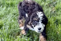 Ollie, a male Bernedoodle for sale in Shipshewana, IN – 5 of 10