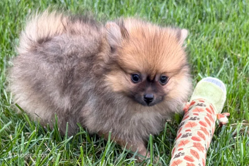 Urie – Pomeranian puppy for sale in Shipshewana, IN
