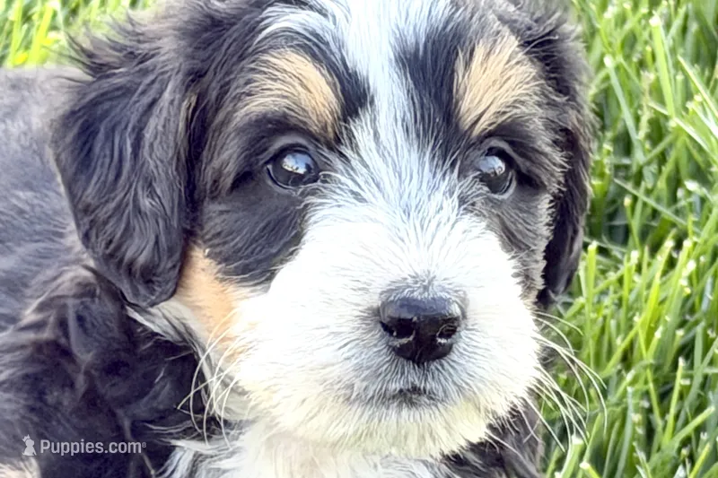 Otis  – Bernedoodle puppy for sale in Shipshewana, IN