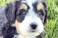 Otis , a male Bernedoodle for sale in Shipshewana, IN – 1 of 9
