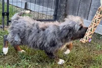 Yulian , a male Miniature Bernedoodle for sale in Shipshewana, IN – 8 of 10