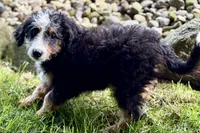 Ocean, a female Bernedoodle for sale in Shipshewana, IN – 5 of 9