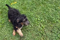 Odin, a male Miniature Bernedoodle for sale in Shipshewana, IN – 8 of 8