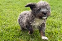Yulian , a male Miniature Bernedoodle for sale in Shipshewana, IN – 4 of 9