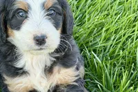 Oreo, a male Bernedoodle for sale in Shipshewana, IN – 5 of 10
