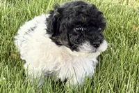 Paris, a female Poodle - Miniature  for sale in Shipshewana, IN – 7 of 9