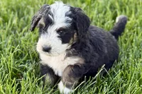 Oak, a male Bernedoodle for sale in Shipshewana, IN – 4 of 8