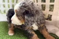 Neil, a male Bernese Mountain Dog and Miniature Bernedoodle for sale in Shipshewana, IN – Photo 9 of 10