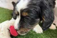 Nora, a female Bernese Mountain Dog and Miniature Bernedoodle for sale in Shipshewana, IN – Photo 8 of 8