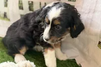 Nora, a female Bernese Mountain Dog and Miniature Bernedoodle for sale in Shipshewana, IN – Photo 6 of 8
