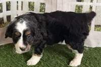 Nora, a female Bernese Mountain Dog and Miniature Bernedoodle for sale in Shipshewana, IN – Photo 3 of 8