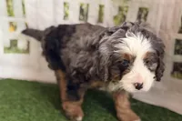 Neil, a male Bernese Mountain Dog and Miniature Bernedoodle for sale in Shipshewana, IN – Photo 4 of 10