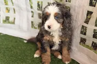 Neil, a male Bernese Mountain Dog and Miniature Bernedoodle for sale in Shipshewana, IN – Photo 6 of 10