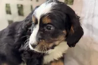 Nora, a female Bernese Mountain Dog and Miniature Bernedoodle for sale in Shipshewana, IN – Photo 4 of 8
