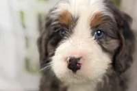 Neil, a male Bernese Mountain Dog and Miniature Bernedoodle for sale in Shipshewana, IN – Photo 1 of 10
