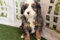 Neil, a male Bernese Mountain Dog and Miniature Bernedoodle for sale in Shipshewana, IN – Photo 8 of 10