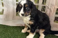 Nora, a female Bernese Mountain Dog and Miniature Bernedoodle for sale in Shipshewana, IN – Photo 2 of 8