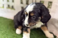 Nora, a female Bernese Mountain Dog and Miniature Bernedoodle for sale in Shipshewana, IN – Photo 5 of 8