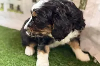 Nora, a female Bernese Mountain Dog and Miniature Bernedoodle for sale in Shipshewana, IN – Photo 7 of 8