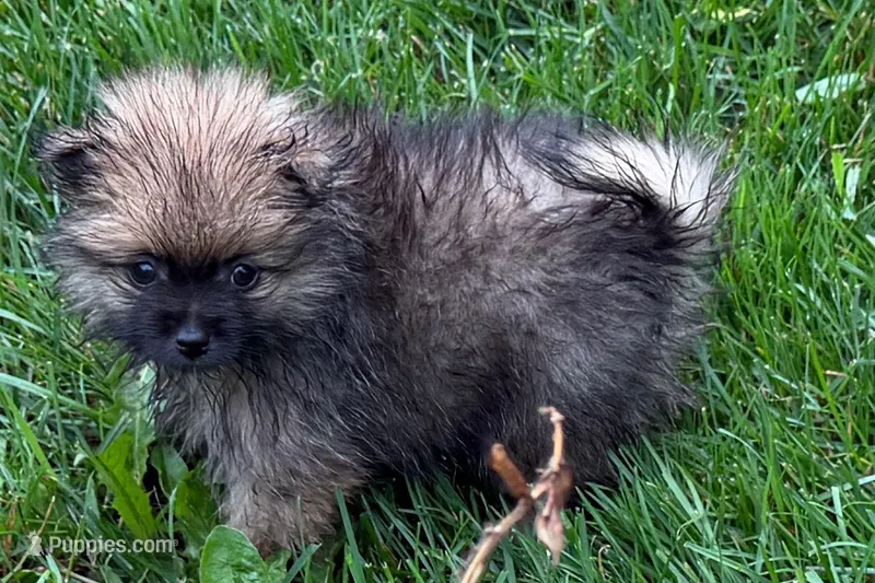 Ursula – Pomeranian puppy for sale in Shipshewana, IN