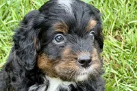 Orbit, a male Bernedoodle for sale in Shipshewana, IN – 7 of 9