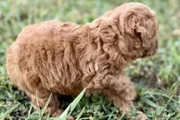 Cassie, a female Poodle - Toy  for sale in Shipshewana, IN – 5 of 9