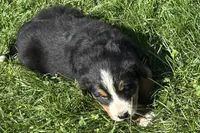 Heaven, a male Bernese Mountain Dog for sale in Shipshewana, IN – 5 of 6