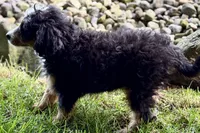 Ocean, a female Bernedoodle for sale in Shipshewana, IN – 7 of 9