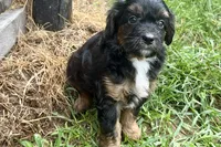 Ordin, a male Bernedoodle for sale in Shipshewana, IN – 7 of 9