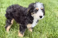 Oreo, a male Bernedoodle for sale in Shipshewana, IN – 5 of 10