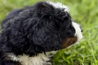 Yukon, a male Bernese Mountain Dog and Miniature Bernedoodle for sale in Shipshewana, IN – 2 of 9
