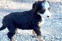 Oreo, a male Bernedoodle for sale in Shipshewana, IN – 7 of 10