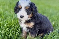 Opal, a female Bernedoodle for sale in Shipshewana, IN – 6 of 9