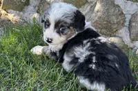 Jared, a male Bernedoodle for sale in Shipshewana, IN – 7 of 7