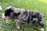 Yeller, a male Bernese Mountain Dog and Miniature Bernedoodle for sale in Shipshewana, IN – 6 of 9