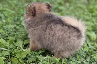 Whimsy, a female Pomeranian for sale in Shipshewana, IN – 7 of 10