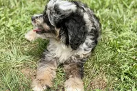 Orville, a male Miniature Bernedoodle for sale in Shipshewana, IN – 5 of 7