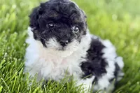 Paris, a female Poodle - Miniature  for sale in Shipshewana, IN – 9 of 9