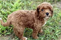 Bailey, a female Poodle - Toy  for sale in Shipshewana, IN – 8 of 10