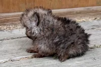 Tony, a male Pomeranian for sale in Shipshewana, IN – 6 of 7