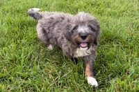 Yulian , a male Miniature Bernedoodle for sale in Shipshewana, IN – 9 of 9