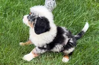 Jared, a male Bernedoodle for sale in Shipshewana, IN – 4 of 9