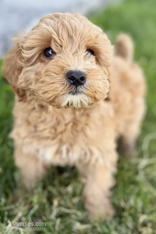 Ozzy – Goldendoodle puppy for sale in Shipshewana, IN
