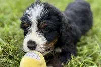 Yukon, a male Bernese Mountain Dog and Miniature Bernedoodle for sale in Shipshewana, IN – 8 of 9