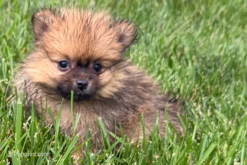 Urie – Pomeranian puppy for sale in Shipshewana, IN