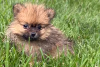 Urie, a male Pomeranian for sale in Shipshewana, IN – 1 of 7
