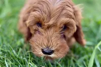Waldo, a male Miniature Goldendoodle for sale in Shipshewana, IN – 9 of 10