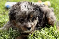Orion, a male Bernedoodle for sale in Shipshewana, IN – 4 of 8