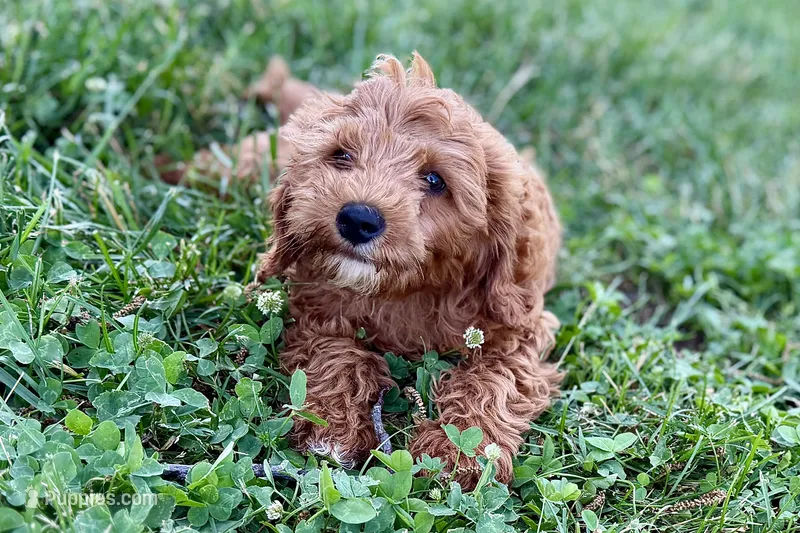 Waldo – Miniature Goldendoodle puppy for sale in Shipshewana, IN