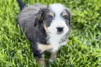 Oaklynn, a female Bernedoodle for sale in Shipshewana, IN – 5 of 10